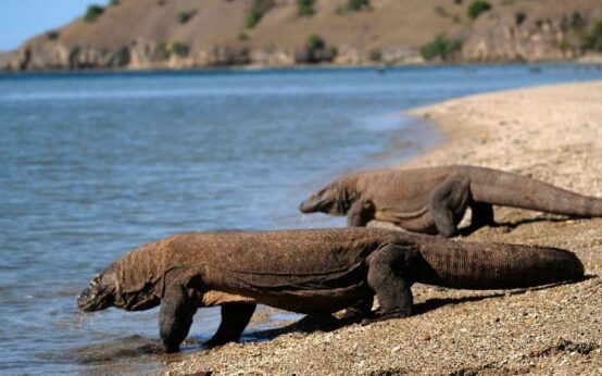 Pulau komodo terletak di kepulauan